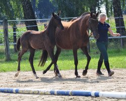 Pferd Silent Moment (Westfale, 2017, von Sandro Hit)