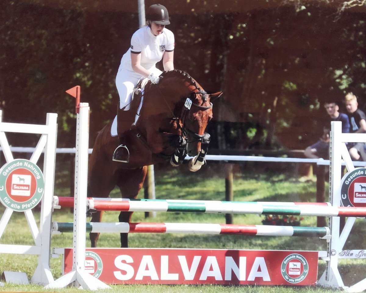 jumper Gin Tonic 155 (Hanoverian, 2013, from Graf Galen)