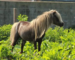 horse Bodo v.Beikel (Dt.Part-bred Shetland pony, 1999, from Billy)