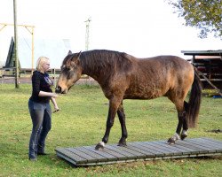 horse Danouk vam Cassenshof (Mangalarga Marchador, 2007, from Damasco Do Amparo)