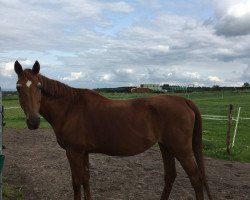 broodmare Alimee (Oldenburg, 1990, from Aldatus Z)