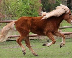 Pferd Fina Arsol (Islandpferd, 2015, von Phönix vom Idablick)