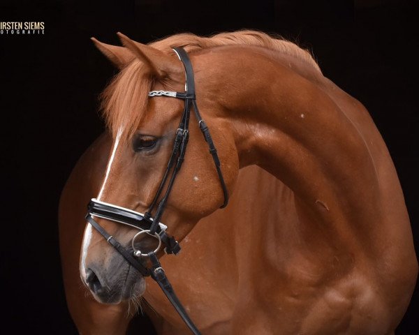 dressage horse Checkpoint Chester (Hanoverian, 2011, from Comte)