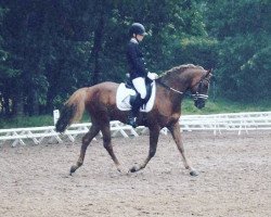 dressage horse Diamonds Dash (German Riding Pony, 2011, from Dressman III)