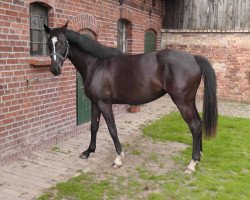 jumper Stute von Caleo (German Sport Horse, 2015, from Eic Caleo)