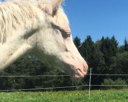 Pferd Bluepearl Dancer (Deutsches Reitpony, 2017, von Diamond Touch NRW)