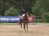 dressage horse Sai Baba Plus (Hanoverian, 2007, from Sir Donnerhall I)