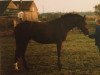 broodmare Distanz (Mecklenburg, 1991, from Dornpfad xx)