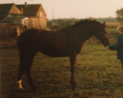 broodmare Distanz (Mecklenburg, 1991, from Dornpfad xx)