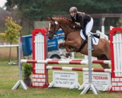 jumper Remus Racoon (German Warmblood, 2007, from Romeo)