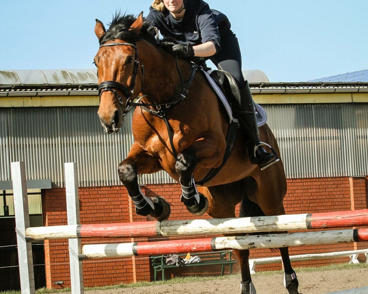 jumper LaFee B (Hanoverian, 2006, from Lordanos)