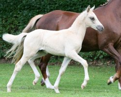 Deckhengst DE-Luxe (Deutsches Reitpony, 2017, von Dreiklang AT)