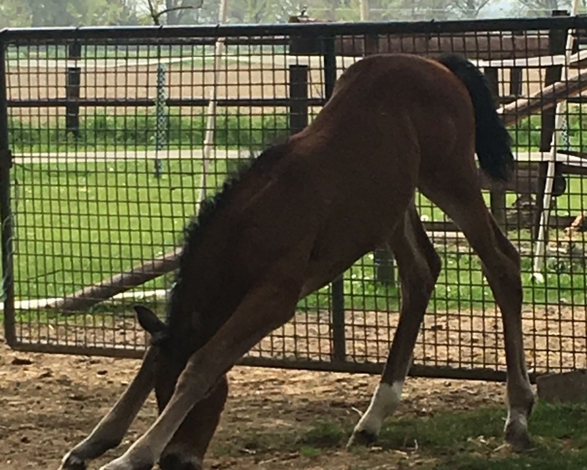 horse Redona MM (Westphalian, 2017, from Hbc Regilio)