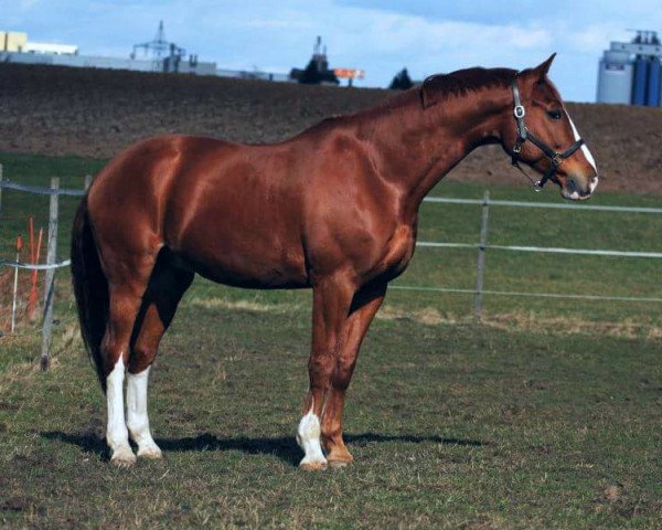 dressage horse Rantanplan 43 (Hanoverian, 2006, from Rascalino)