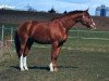 dressage horse Rantanplan 43 (Hanoverian, 2006, from Rascalino)