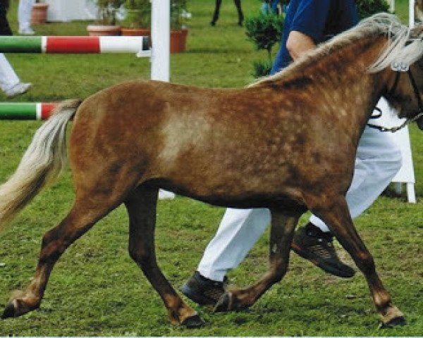 broodmare Josie v.Kleefeld (German Classic Pony, 2006, from Jamil vom Moritzberg)