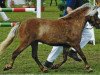 broodmare Josie v.Kleefeld (German Classic Pony, 2006, from Jamil vom Moritzberg)