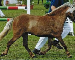 broodmare Josie v.Kleefeld (German Classic Pony, 2006, from Jamil vom Moritzberg)