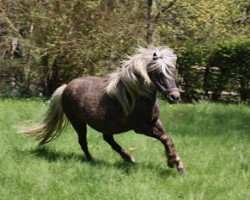 broodmare Blümchen (German Classic Pony, 2005, from Benny)