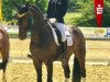 dressage horse Laurel T (Hanoverian, 2009, from Laurent)