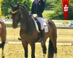 dressage horse Laurel T (Hanoverian, 2009, from Laurent)