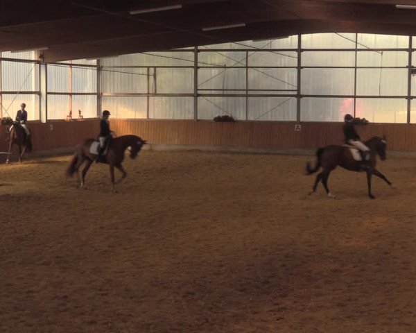 Reitturnier Herbern 2018