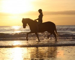 Dressurpferd Golden Moon P (Deutsches Reitpony, 2006, von FS Golden Highlight)