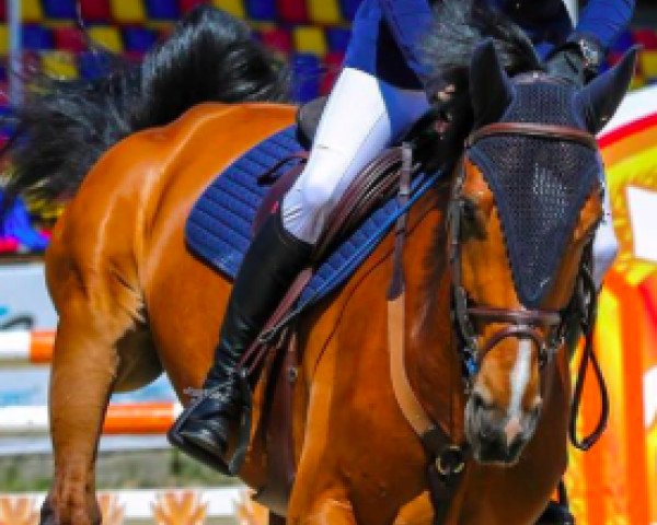 jumper Chianti 94 (Oldenburg show jumper, 2007, from Charming Boy 38)