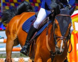 jumper Chianti 94 (Oldenburg show jumper, 2007, from Charming Boy 38)