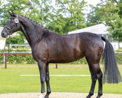 broodmare Assja (Hanoverian, 2013, from Astrix)