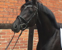 dressage horse Viano Gold (German Riding Pony, 2014, from Vom Feinsten G)