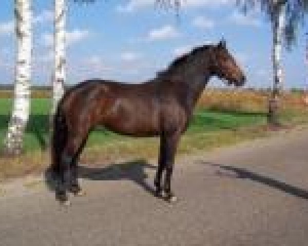 Zuchtstute Ubalia (Koninklijk Warmbloed Paardenstamboek Nederland (KWPN), 2001, von Indoctro)
