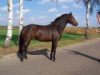 broodmare Ubalia (KWPN (Royal Dutch Sporthorse), 2001, from Indoctro)