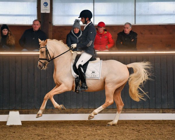 dressage horse Golden Prince WE (German Riding Pony, 2016, from Golden West NRW)