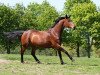 dressage horse Honey-Moon 4 (Hanoverian, 2005, from Hochadel)