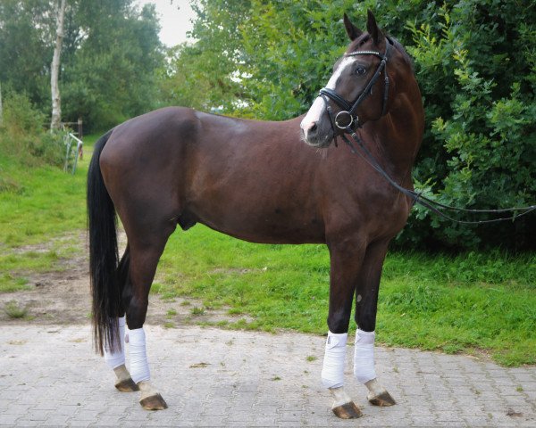 dressage horse Bondex (Hanoverian, 2013, from Bretton Woods)