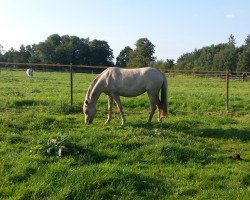 Dressurpferd Die kleine Blonde (Deutsches Reitpony, 2015, von Darubi Gold)