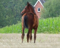 Deckhengst William Stryker (Hannoveraner, 2017, von Wakantanka M)