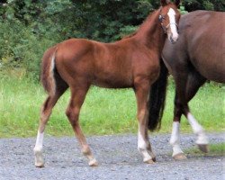 dressage horse Fritz von Fürstenlicht (Westphalian, 2017, from Fürsten-Look)