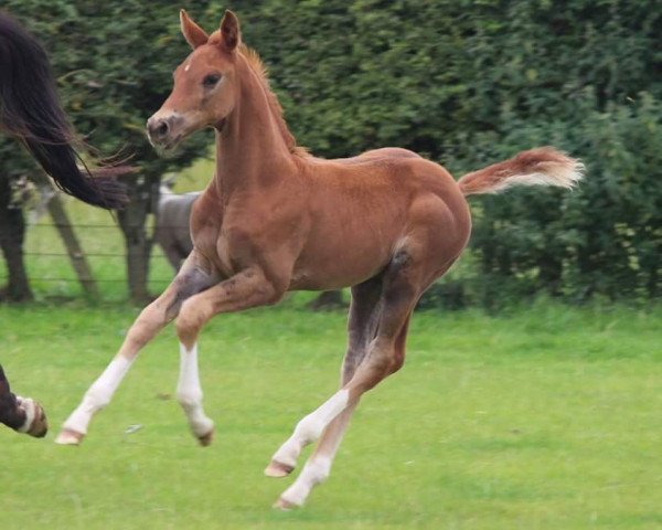 Dressurpferd Sannabays Mambo (British Sport Horse, 2017, von Dream On)