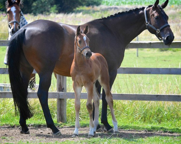 broodmare Imogen (Hanoverian, 2010, from Imperio 3)