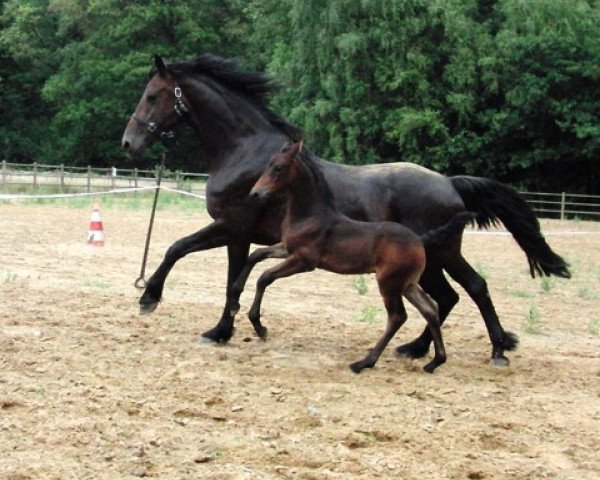 Pferd Ebonita (Koninklijk Warmbloed Paardenstamboek Nederland (KWPN), 2009, von Onne 376)