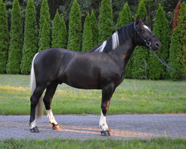 horse Linaro (Polish Warmblood, 2015)