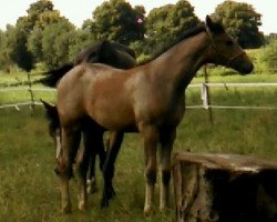 jumper Liv Tyler 3 (Oldenburg show jumper, 2017, from Durango VDL)