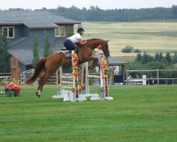 dressage horse Walentino 59 (Hanoverian, 2000, from Wolkentanz I)