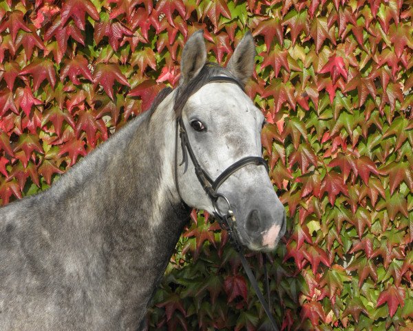 Pferd Calessio Classico (Holsteiner, 2010, von Cassini II)