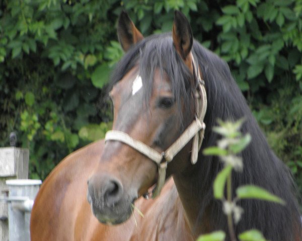 horse Naranjero (Pura Raza Espanola (PRE), 2005, from Destacado VI)