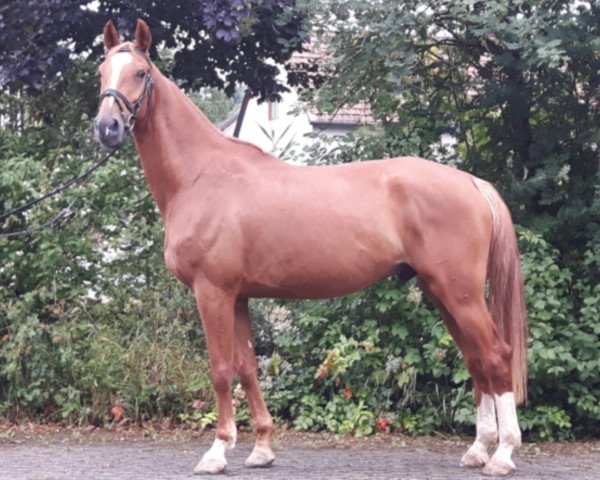 horse Juno van het Emmelshof Z (Zangersheide riding horse, 2012, from Jaloubet de Loupe)