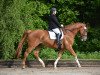 dressage horse Lausbub 448 (Hanoverian, 2009, from Locksley II)