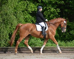 dressage horse Lausbub 448 (Hanoverian, 2009, from Locksley II)